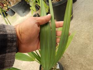 SABAL MINOR THE DWARF PALMETTO