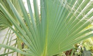 SABAL RIVERSIDE MEDIUM SIZED GREEN TO SLIGHT BLUE-GREEN FAN PALM