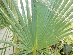 SABAL RIVERSIDE MEDIUM SIZED GREEN TO SLIGHT BLUE-GREEN FAN PALM