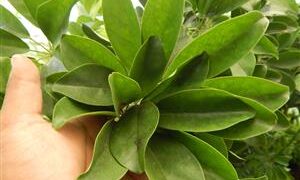 SCHEFFLERA TREE UMBRELLA TREE