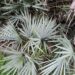 SERENOA REPENS SOUGHT AFTER BLUE FORM