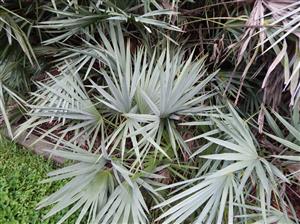 SERENOA REPENS SOUGHT AFTER BLUE FORM