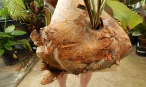 STAGHORN FERN PLATYCERIUM BIFURCATA