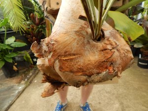 STAGHORN FERN PLATYCERIUM BIFURCATA