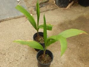 SYAGRUS SANCONA THE SOUTH AMERICAN FOXTAIL PALM