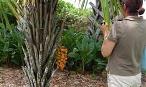 SYAGRUS SCHIZOPHYLLA MEDIUM HEIGHT GREEN SINGLE TRUNK PINNATE PALM