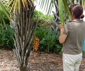 SYAGRUS SCHIZOPHYLLA MEDIUM HEIGHT GREEN SINGLE TRUNK PINNATE PALM