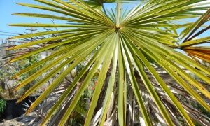 TRACHYCARPUS FORTUNEI THE WINDMILL PALM ONE OF THE MOST COLD HARDY PALMS