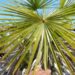 TRACHYCARPUS FORTUNEI THE WINDMILL PALM ONE OF THE MOST COLD HARDY PALMS