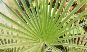 TRITHRINAX ACANTHACOMA AKA TRITHIRNAX BRASILIENSIS SPINY TRUNK – MEDIUM MATURE HEIGHT FAN PALM