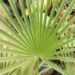 TRITHRINAX ACANTHACOMA AKA TRITHIRNAX BRASILIENSIS SPINY TRUNK – MEDIUM MATURE HEIGHT FAN PALM
