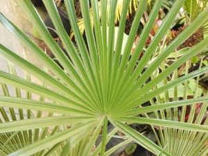 TRITHRINAX ACANTHACOMA AKA TRITHIRNAX BRASILIENSIS SPINY TRUNK – MEDIUM MATURE HEIGHT FAN PALM