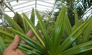 VARIEGATED RHAPIS EXCELSA EXOTIC – TEND TO BE SMALL, MINIATURE PALMS