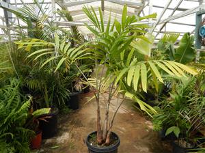 VEITCHIA ARECINA EXOTIC MEDIUM TO TALL PINNATE SUN PALM