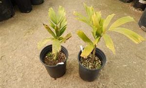 WODYETIA BIFURCATA THE FOXTAIL PALM