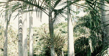 CYPHOPHOENIX ELEGANS THE ELEGANT PALM