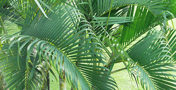 DYPSIS LUTESCENS THE ARECA PALM 