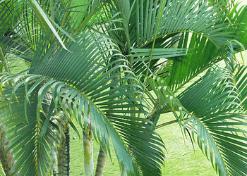 DYPSIS LUTESCENS THE ARECA PALM 