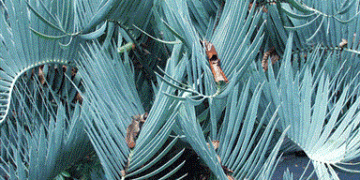 ENCEPHALARTOS EUGENE-MARAISII EXTREMELY ATTRACTIVE BLUE TRANSVAAL CYCAD