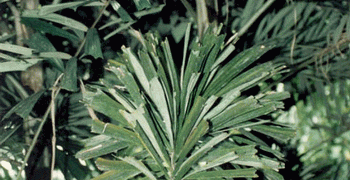 NORMANBYA NORMABYI THE BLACK PALMS