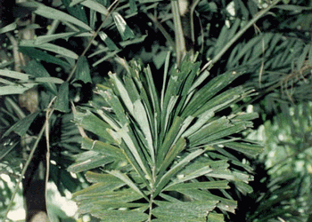 NORMANBYA NORMABYI THE BLACK PALMS