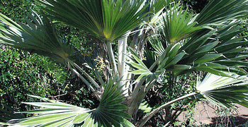PRITCHARDIA HILLEBRANDII A HAWAIIAN LOULU FAN PALM