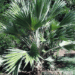 PRITCHARDIA HILLEBRANDII A HAWAIIAN LOULU FAN PALM