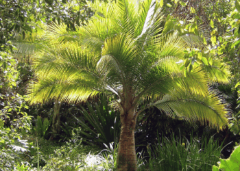 RAVENEA RIVULARIS THE MAJESTY PALM