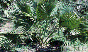 SABAL BLACKBURNIANA LARGE AND TALL FAN PALM