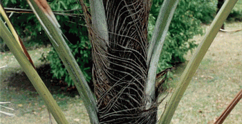 WALLICHIA DISTICHA FISHTAIL APPEARING SINGLE TRUNK PALM THAT’S IMPOSSIBLE TO FIND