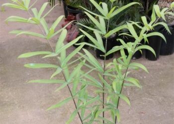 CERATOZAMIA HILDAE DWARF FILTERED LIGHT PLANT