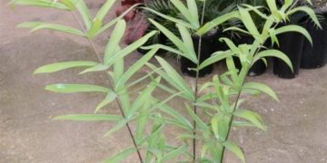 CERATOZAMIA HILDAE DWARF FILTERED LIGHT PLANT