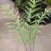 CERATOZAMIA HILDAE DWARF FILTERED LIGHT PLANT
