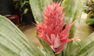 AECHMEA FASCIATA – THE SILVER VASE BROMELIAD SILVER LEAVES – PINK UPRIGHT BLOSSOM