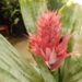 AECHMEA FASCIATA – THE SILVER VASE BROMELIAD SILVER LEAVES – PINK UPRIGHT BLOSSOM