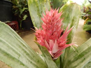 AECHMEA FASCIATA – THE SILVER VASE BROMELIAD SILVER LEAVES – PINK UPRIGHT BLOSSOM