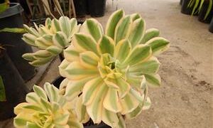 BLACK ROSE, STARBURST AND OTHERS AEONIUM ARBOREUM