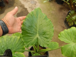 ALOCASIA CAL-ODORA THE MINIATURE ELEPHANT EAR