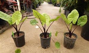 ALOCASIA DARK STAR SMALLER HYBRID VARIETY WITH DARK STEMS