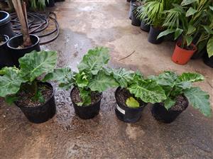 ALOCASIA LOW RIDER ULTRA DWARF TROPICAL COMPANION PLANT