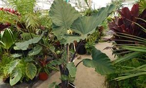 ALOCASIA SUMO HYBRID ALOCASIA – EXOTIC WITH SOME COLD HARDINESS