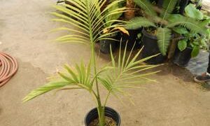 ARCHONTOPHOENIX TUCKERI RARE AUSTRALIAN TYPE OF KING PALM