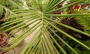 KING PALM ARCHONTOPHOENIX CUNNINGHAMIANA 