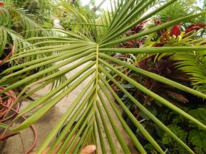 KING PALM ARCHONTOPHOENIX CUNNINGHAMIANA 