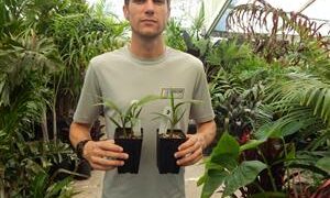 KING PALM – THE REGULAR MORE COMMON FORM ARCHONTOPHOENIX CUNNINGHAMIANA