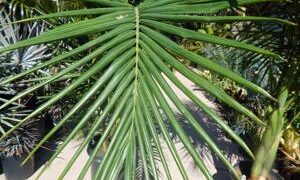 KING PALM ARCHONTOPHOENIX CUNNINGHAMIANA