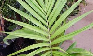 ARCHONTOPHOENIX MAXIMA LARGEST OF THE KING PALMS