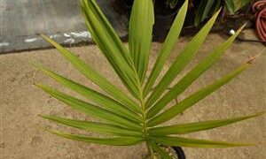 ARCHONTOPHOENIX PURPUREA THE PURPLE CROWN SHAFT KING PALM