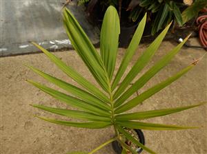 ARCHONTOPHOENIX PURPUREA THE PURPLE CROWN SHAFT KING PALM