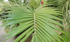 ARCHONTOPHOENIX PURPUREA THE PURPLE CROWN SHAFT KING PALM